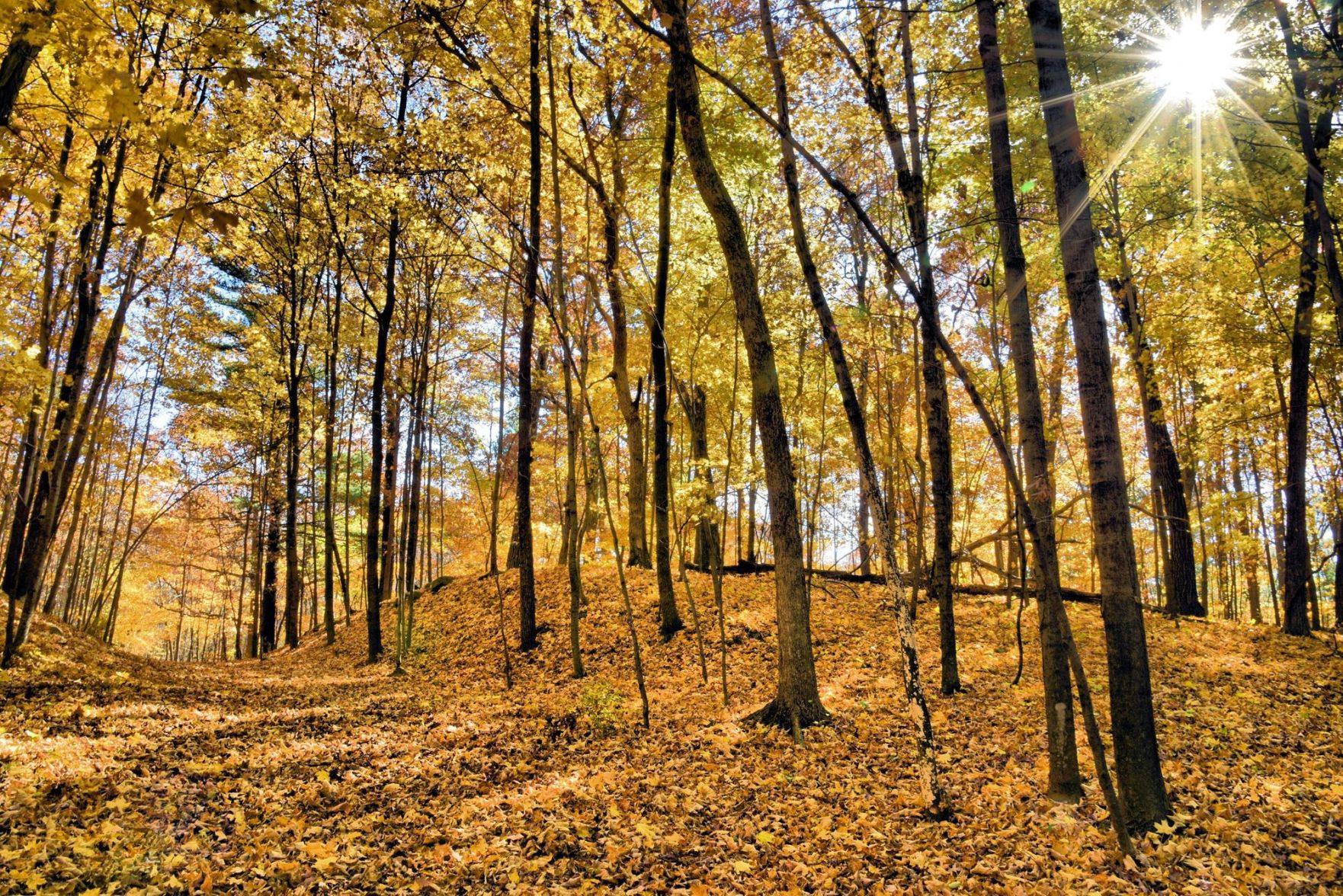 Nature's Gold